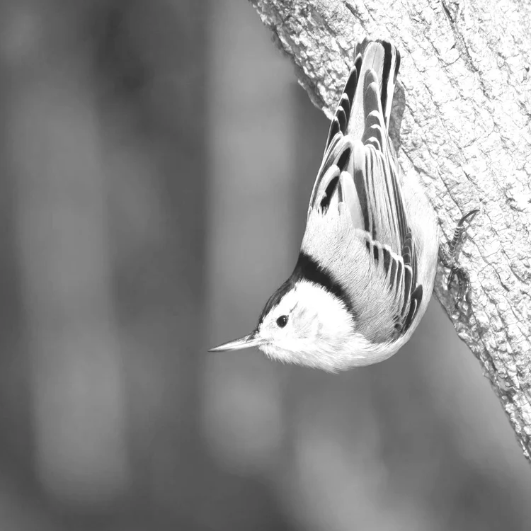 AdobeStock_32830282 (1)