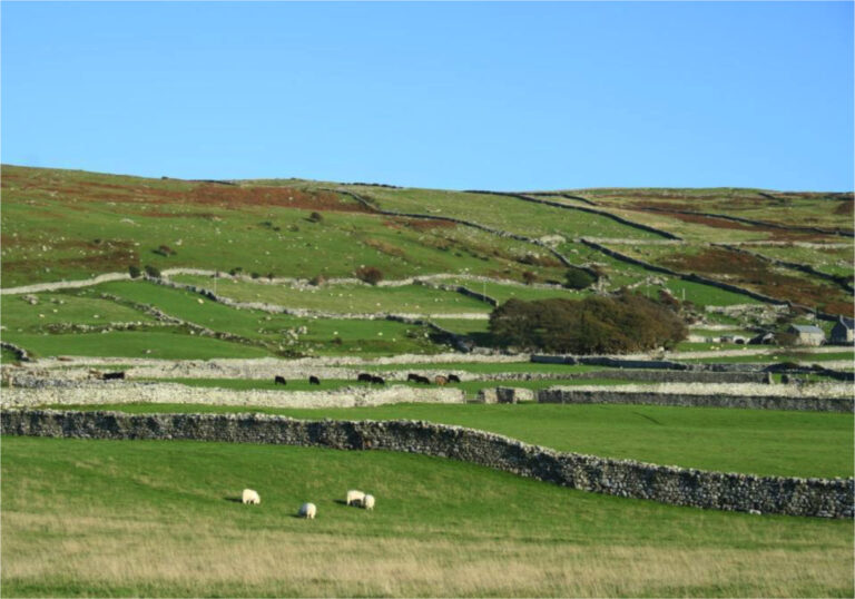 1 Built to Divide Enclosed_Fields
